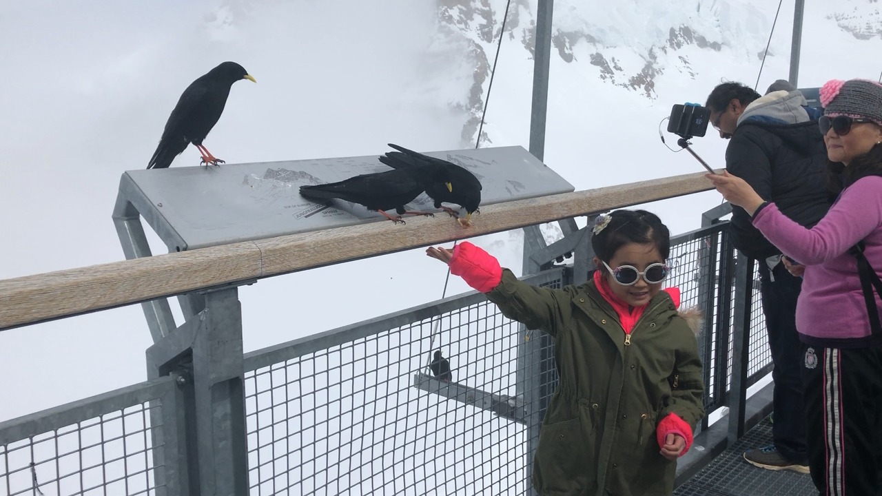 Little girl fearlessly feeds birds in the Swiss Alps