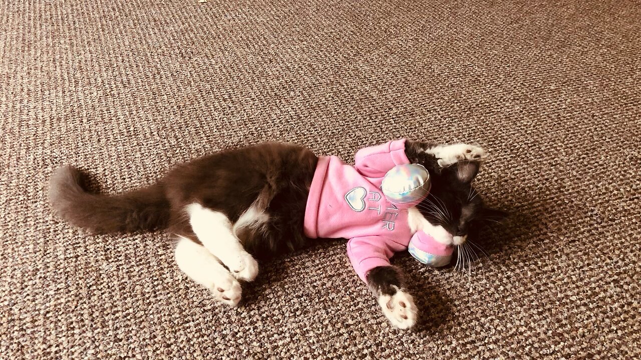 Barbie Cat