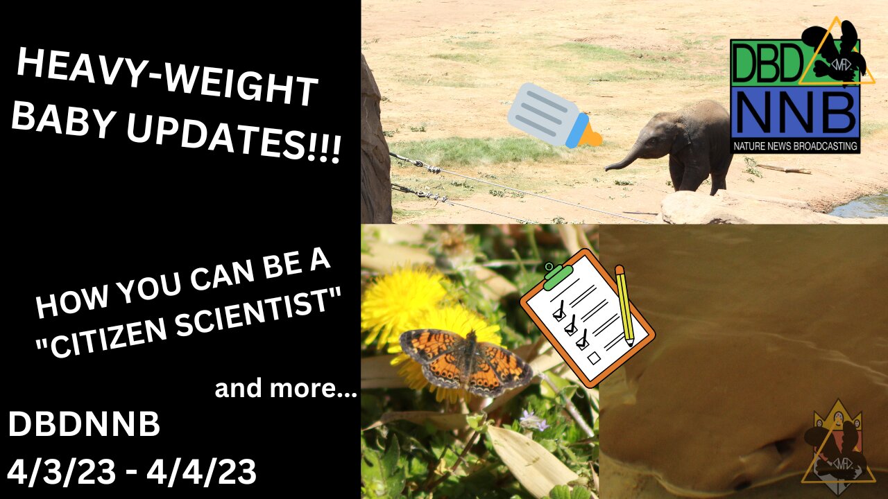 Light But Loaded | Baby Animal Updates and Stingrays Opening | DBDNNB April 5th, 2023