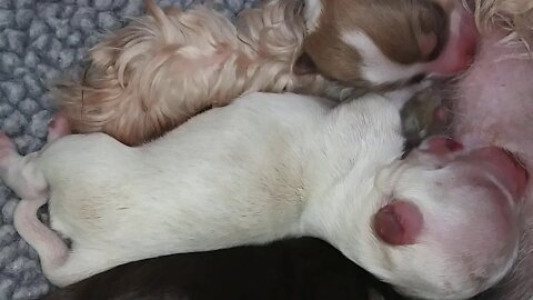 I Litter..Born today