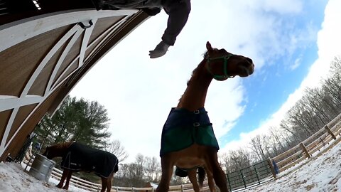 Horse play in the snow