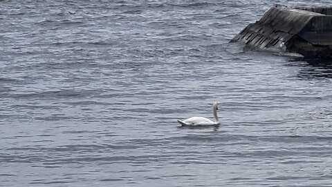 White Swans