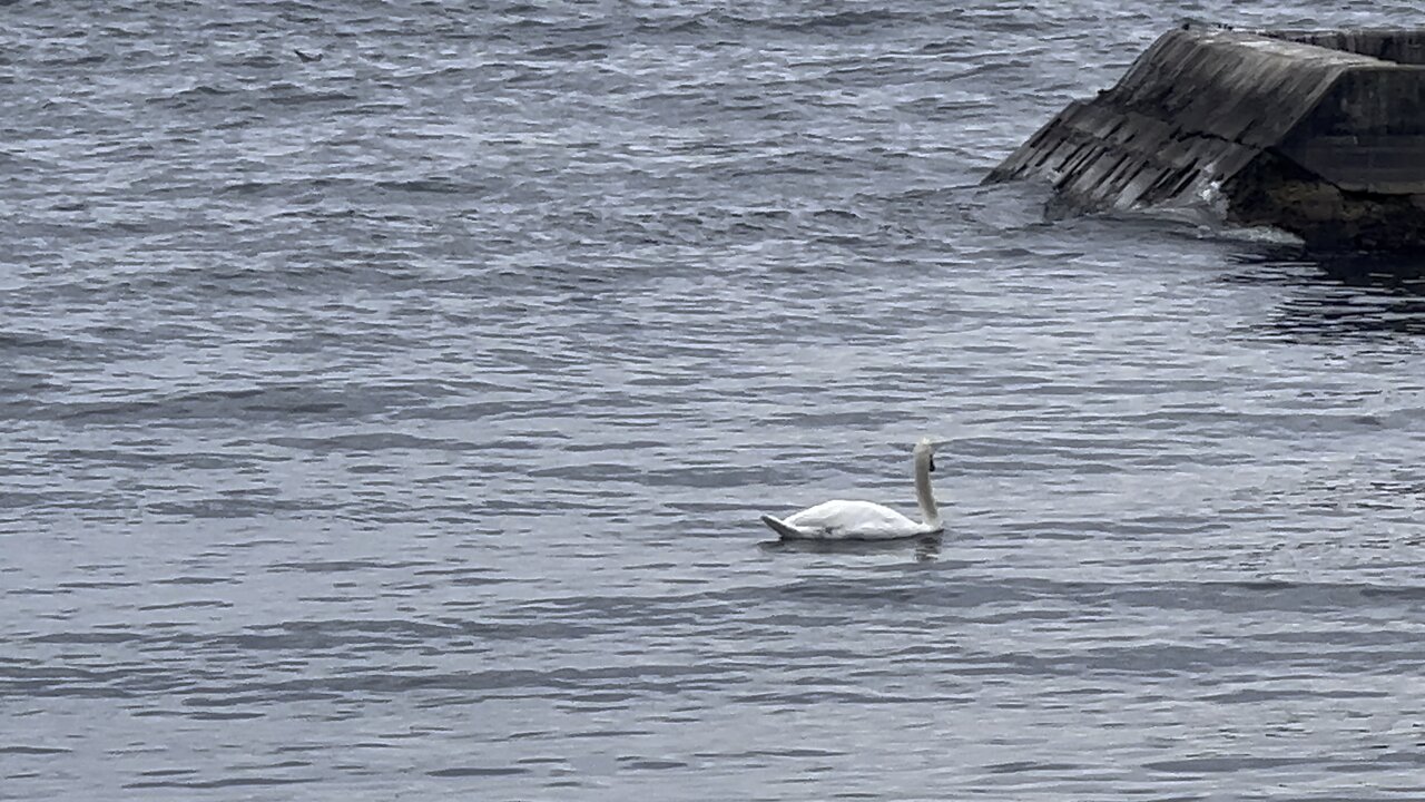 White Swans