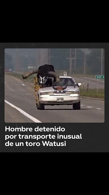 Detienen a un hombre en EE.UU. por llevar a un gran toro en el asiento de copiloto