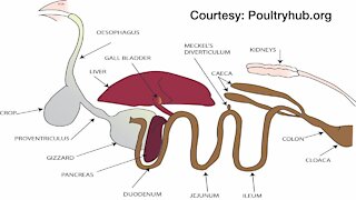 Science Sundays: The Science of Digestion