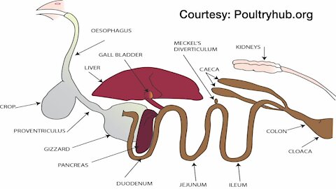Science Sundays: The Science of Digestion