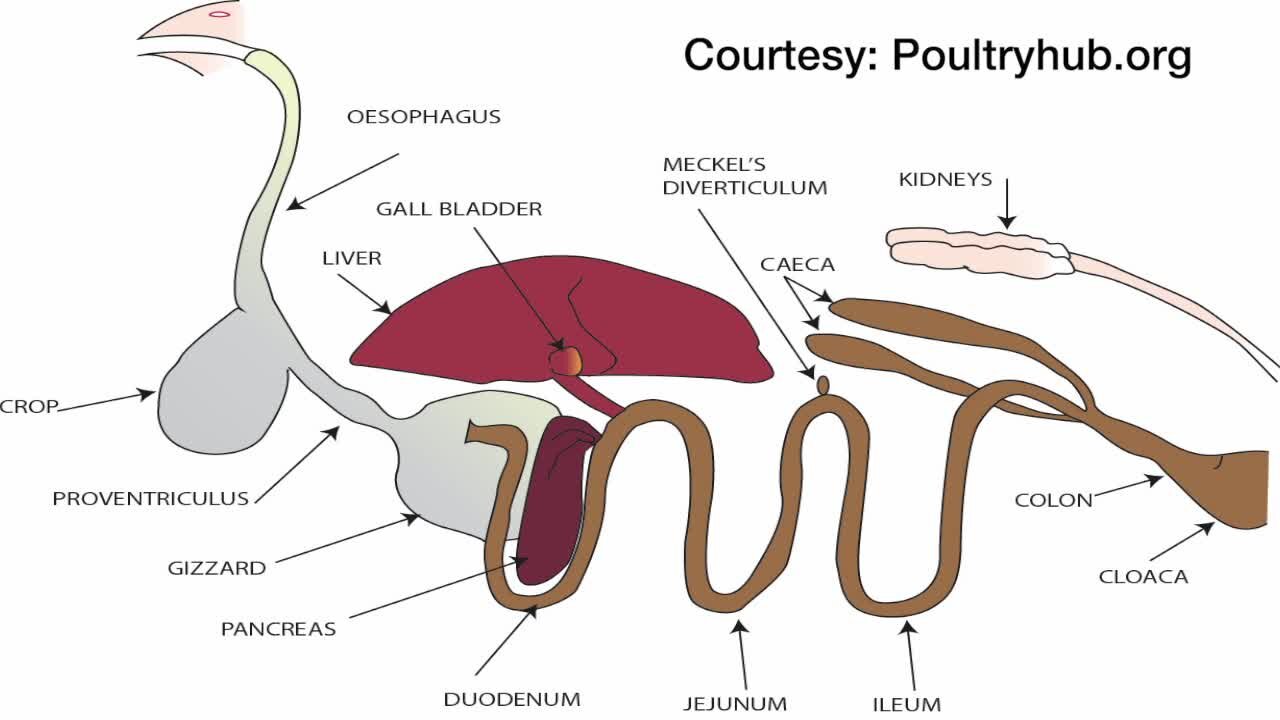 Science Sundays: The Science of Digestion