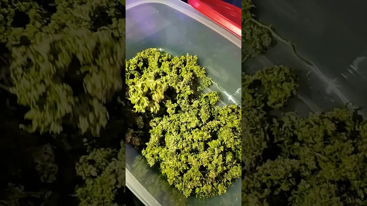 Alaskan Tomatoes Are The Best