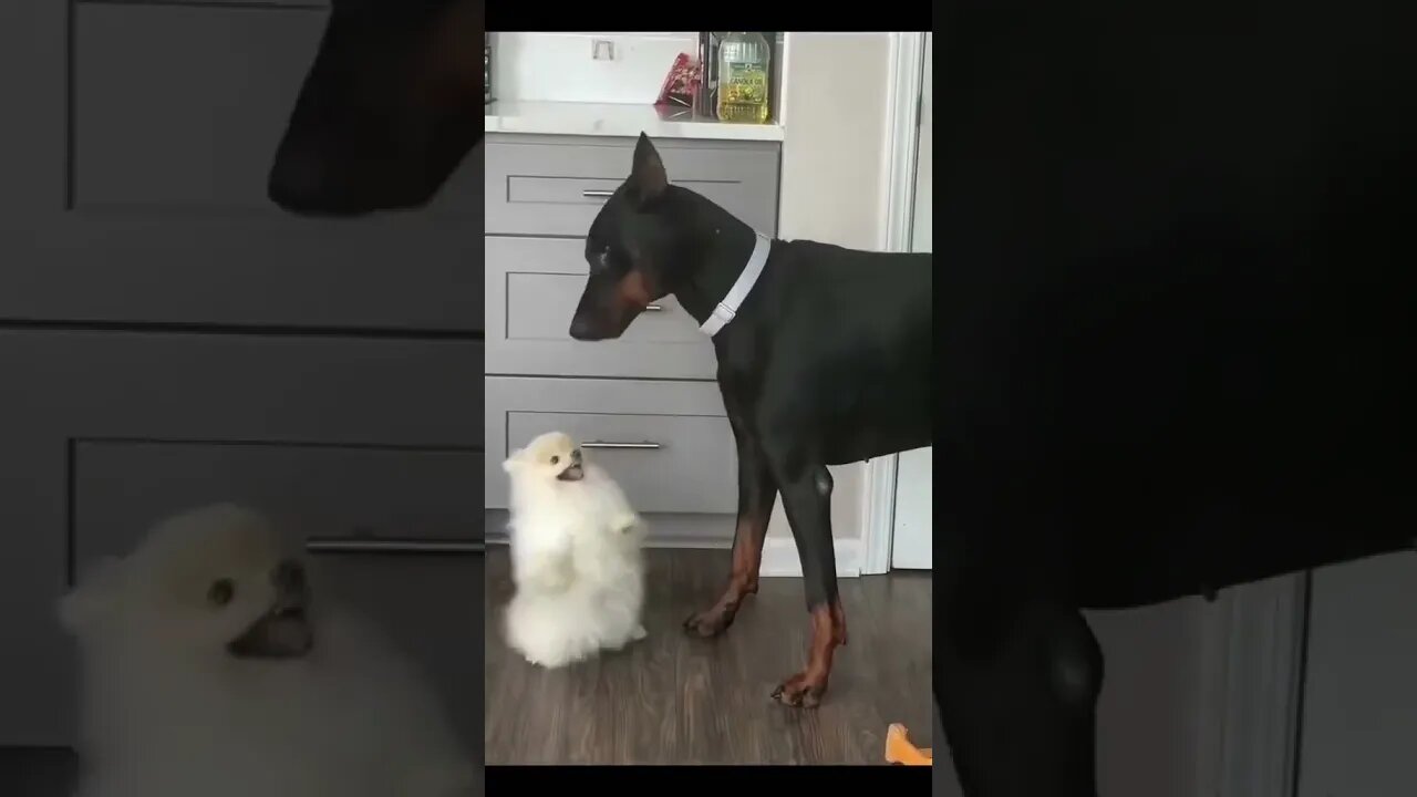 bro I can feel the tip. back off #shorts #dogsofinstagram #doglover #viralvideo #funnydogvideos