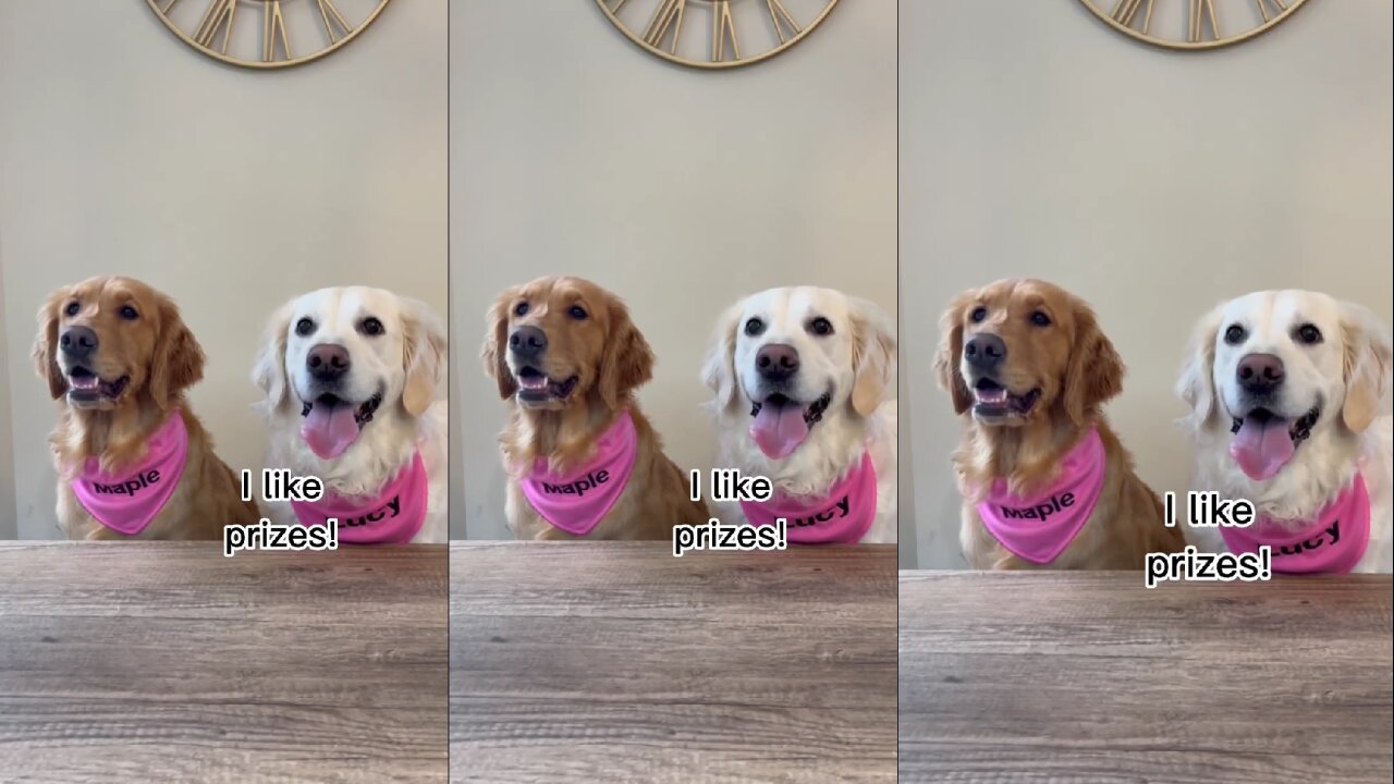 Look what two dogs are doing to each other
