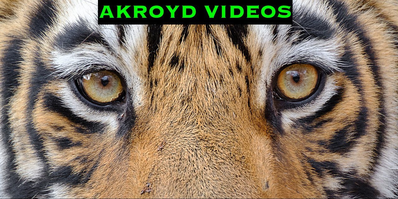 (AKROYD VIDEOS) SURVIVOR - EYE OF THE TIGER