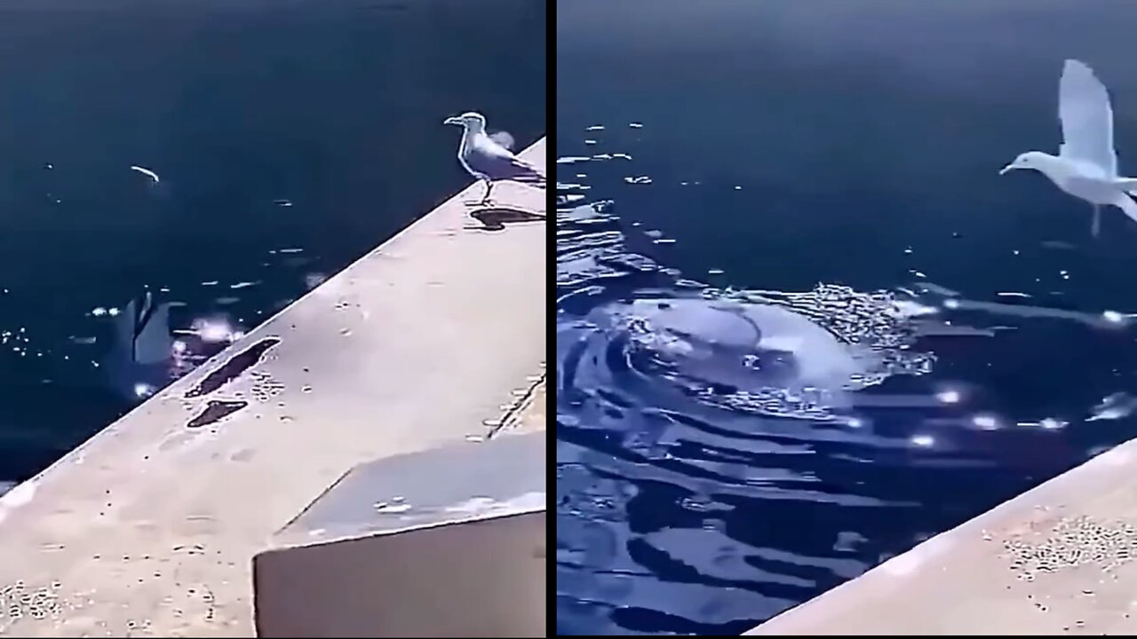 Playful dolphin teasing seagull with fish shows off