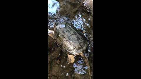 Big Snapper in Iowa Creek