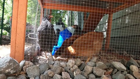 My Backyard Chickens - Episode 33