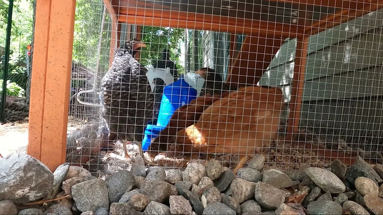 My Backyard Chickens - Episode 33