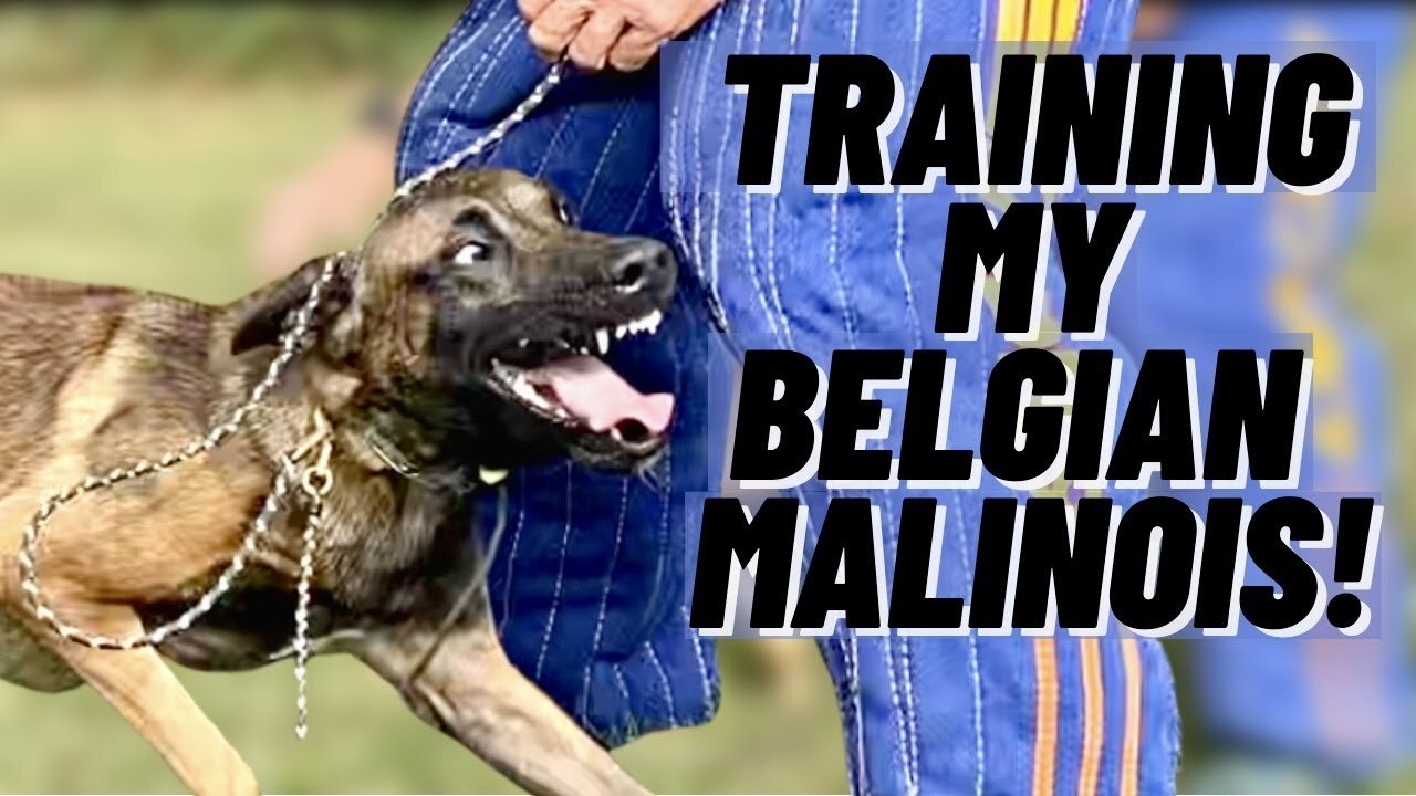 Training My MALINOIS For Competitive Obedience & BITEWORK! French Ring Sport!