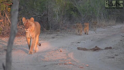 Daughters Of The Mapogo Lions - Rebuilding The Othawa Pride - 96: On The Way To Eat