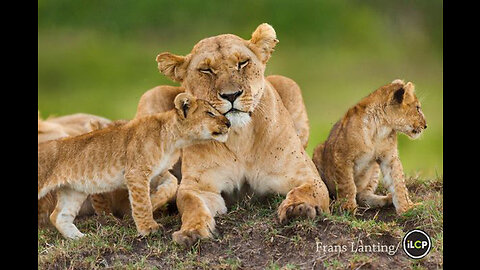 Lion cubs love with mother