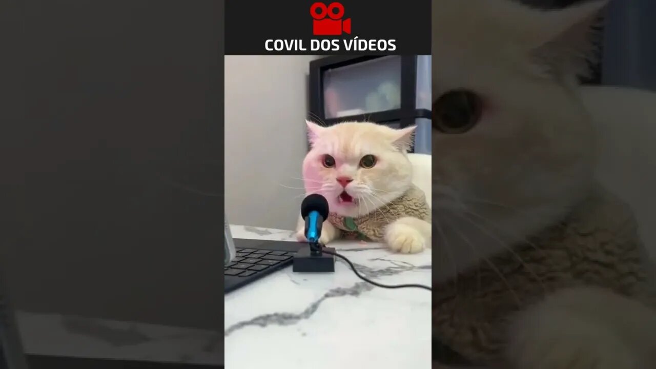 o gato que virou locutor