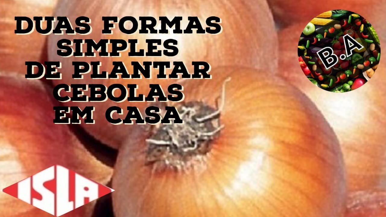Como PLANTAR CEBOLAS em casa de DUAS maneiras DIFERENTES!