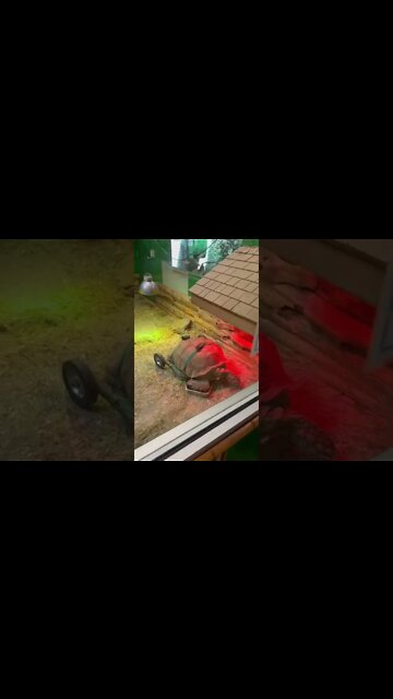 25 year old tortoise in a wheelchair