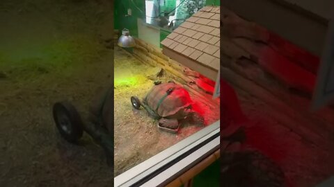 25 year old tortoise in a wheelchair