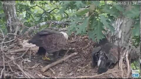 Hays Eagles Mom uses Beak shovel while H12 watches 2020 06 15 1122am