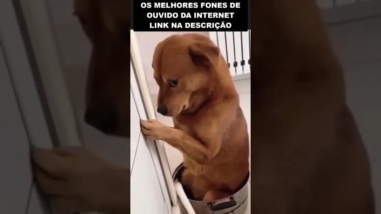 Cachorro aprontou e ficou de castigo