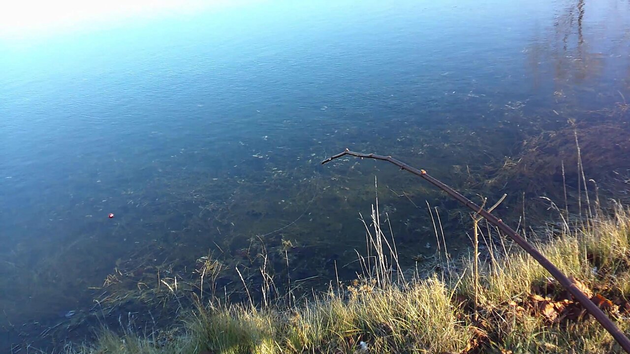 Fisher Cat Fishing With A Cane Pole