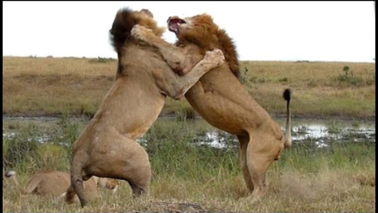 Wildlife: Two Lions Fight to See Who's King!