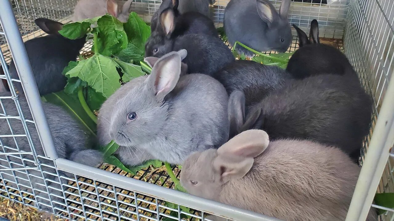 Meat Rabbit Grow Outs Update