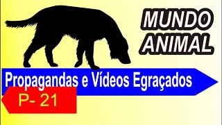 Propagandas e Vídeos Engraçados / P - 21