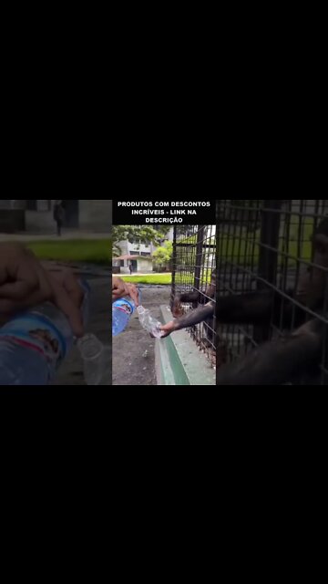 macaco tomando água mineral