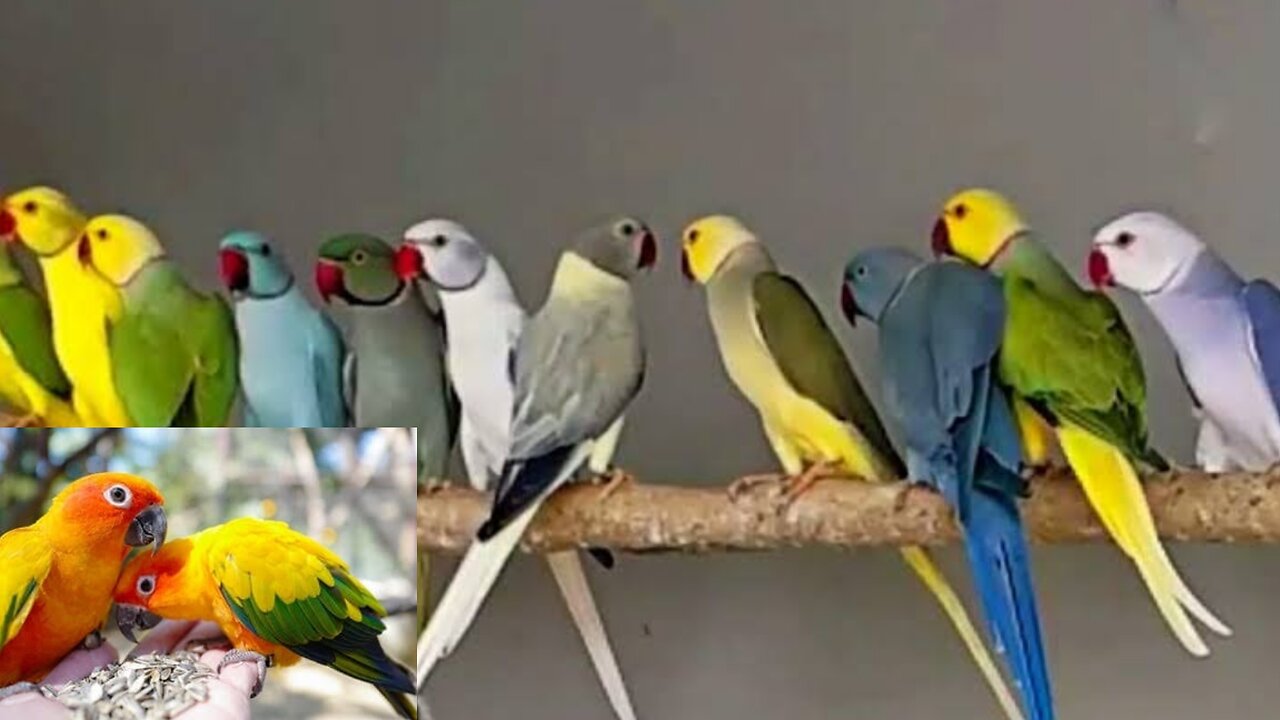 Beautiful 🤩 Parrot Yellow Green 🦜 Pets