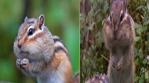 Eating chipmunks in adorably funny position