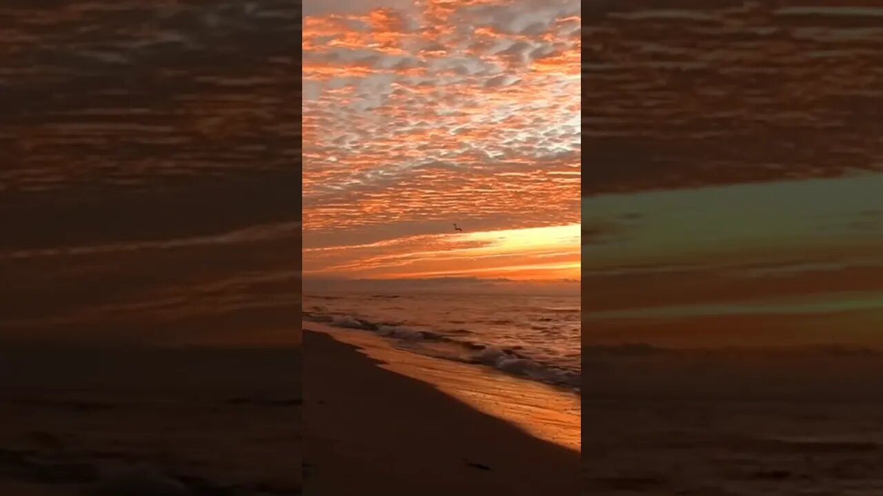 Orange Beach Alabama Sunset #shorts #alabama #orangebeach #explore #asmr #beach #sunset #fypシ #fyp