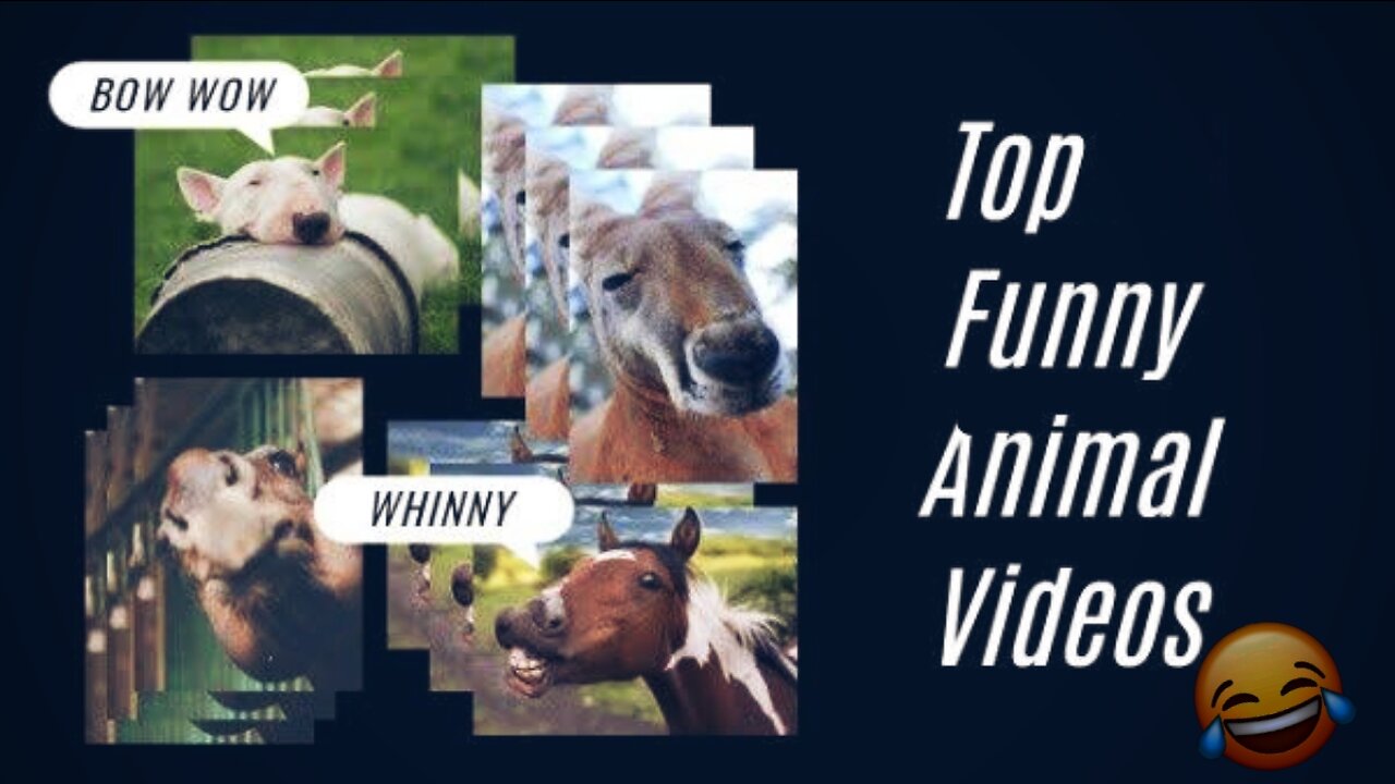 Funny Animal video 🤣