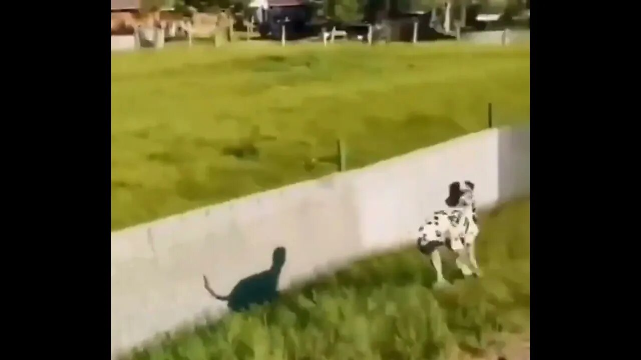 Whoa, you're fast...wanna race? 😂🐶