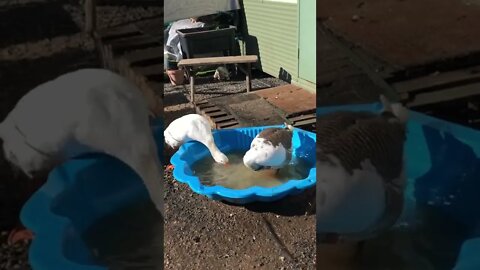 Geese loving bath 💕