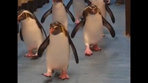 This is the cutest thing you’ll see all day. Cute penguins