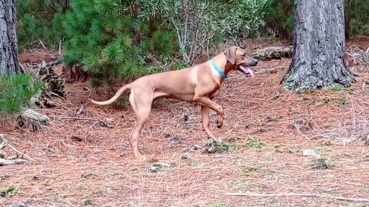 Free Running Rhodesian Ridgebacks Showing Off & Being Cool