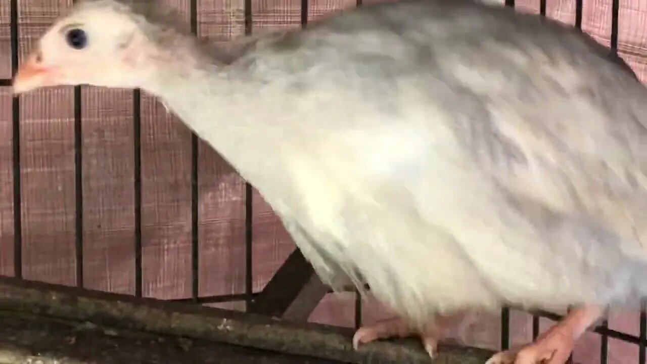 Baby keets, dog escapes and I come back and half of them have left the cage. That’s another video