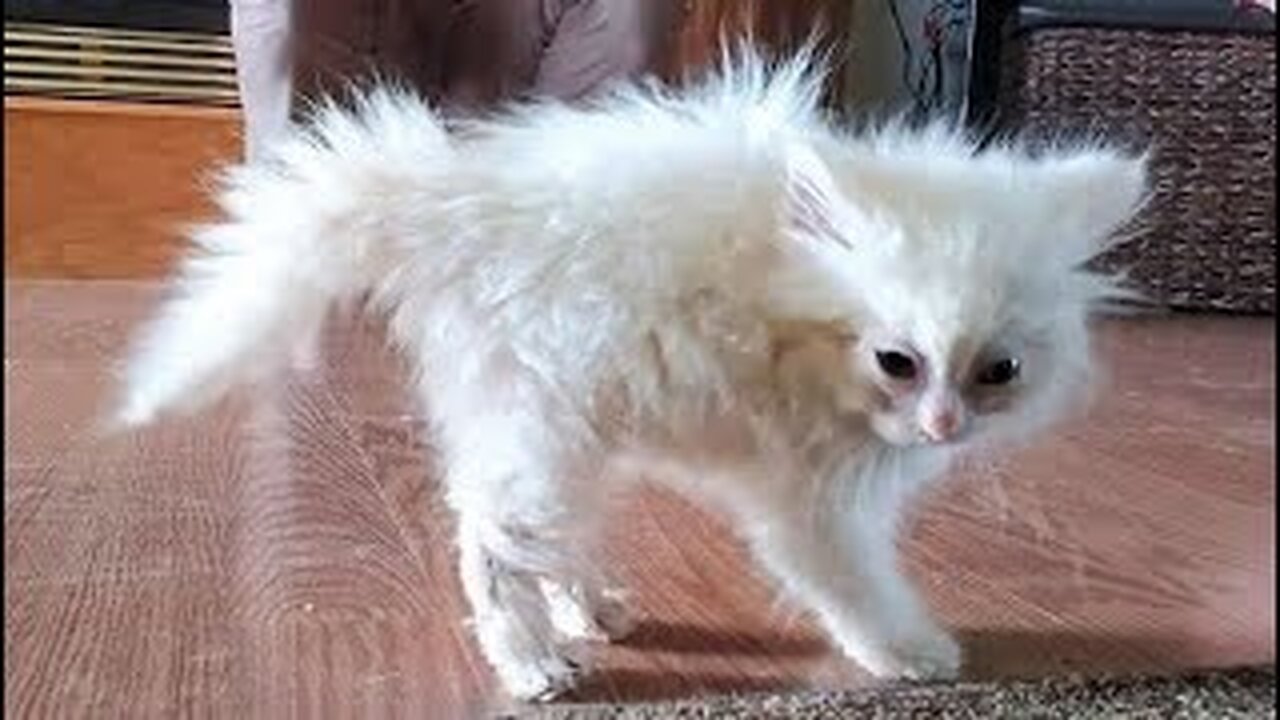 #22 Vídeo de animais mais engraçados - Cães e gatos engraçados 2023 - #funny #animals #family #2023