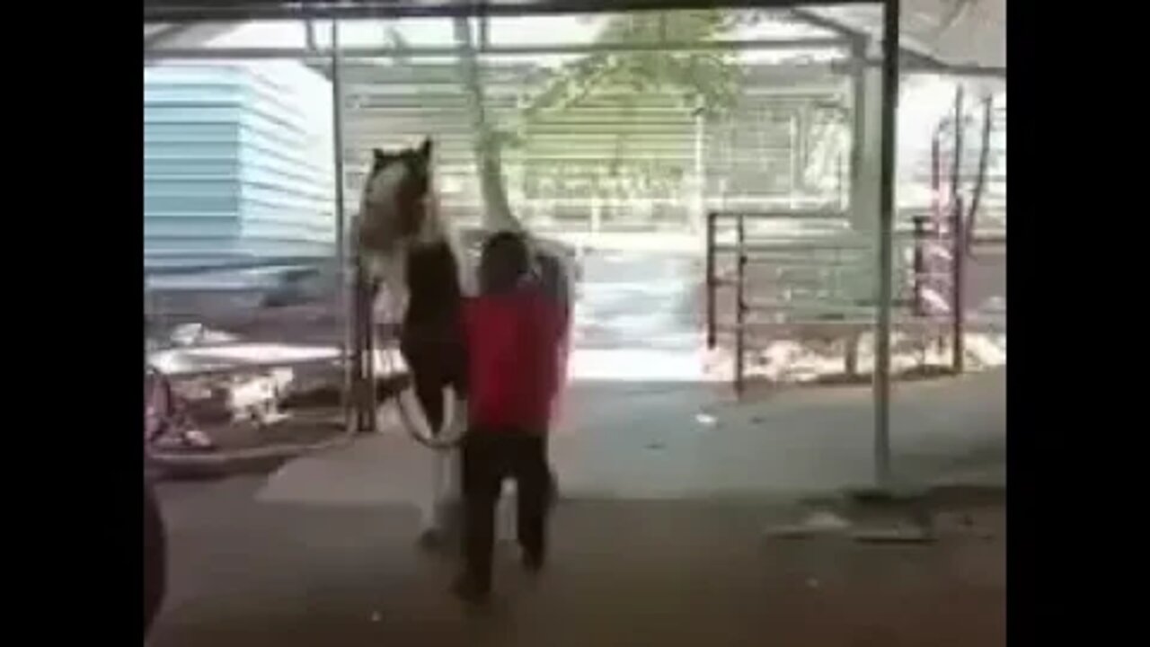 [ MEME ] CUIDADO COM O CAVALO / كن حذرا مع الحصان / होरेस के साथ सावधान रहें / 小心馬 / 馬に注意してください