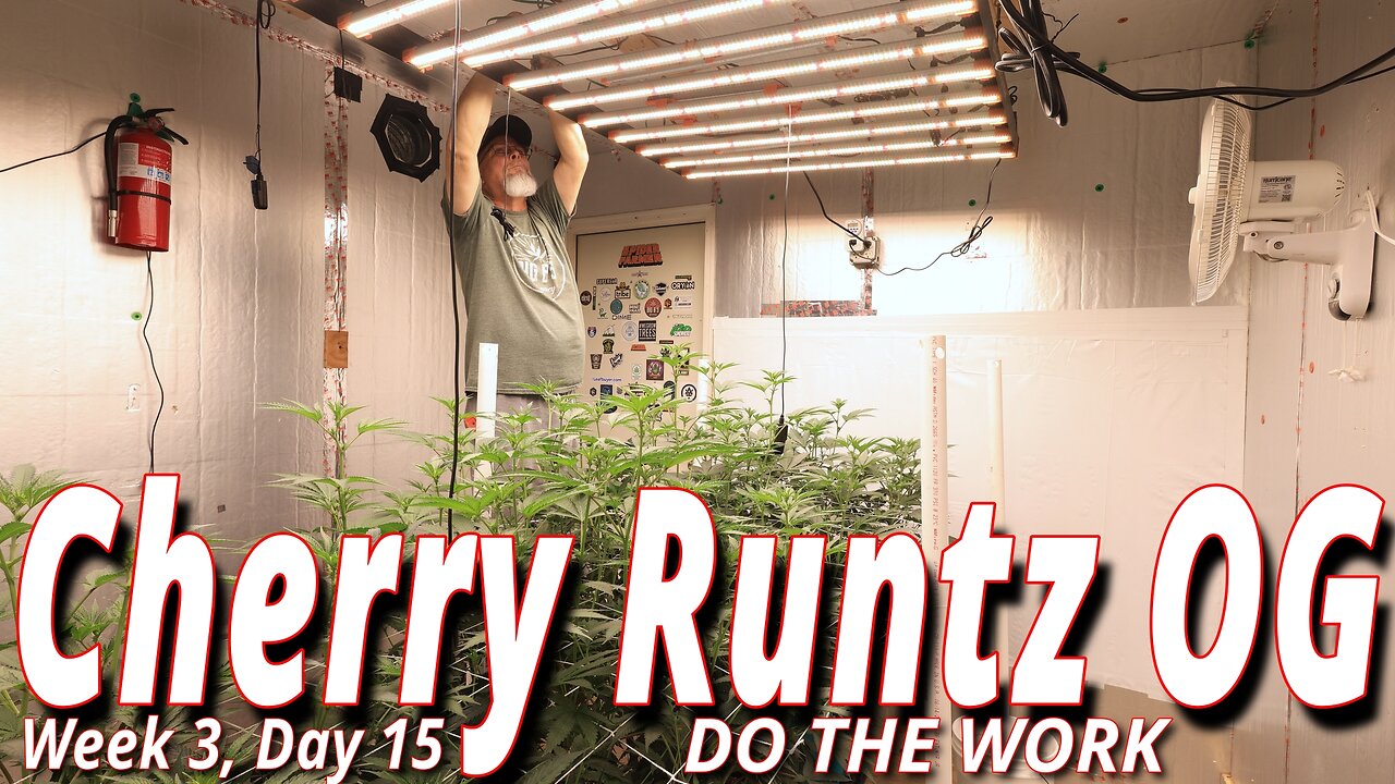 Cherry Runtz OG: Extreme Defoliation Technique for Max Top Shelf Yield