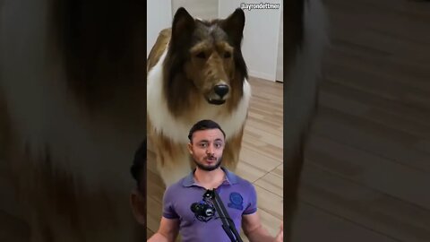 Esse homem gastou milhões para se parecer com um cachorro 🐕 kkk