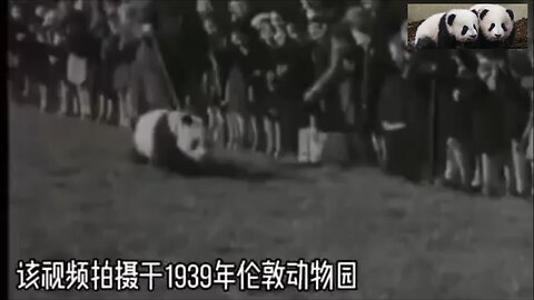 12 pandas stolen by UK got abused and died