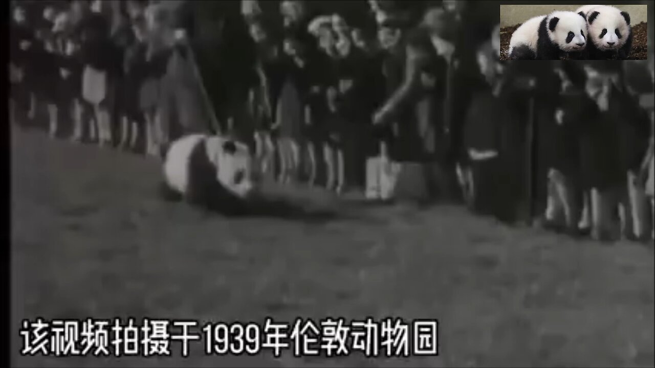 12 pandas stolen by UK got abused and died