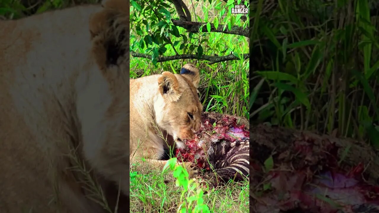 Lioness Chewing A Zebra | Saturday #shorts