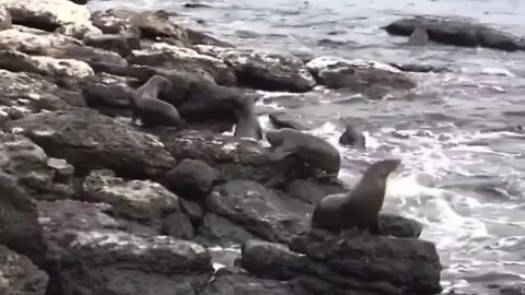 Shark eats Sea Lion - Daily Dose of Nature